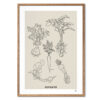 Original Lines's plakat med rodfrugter, fra COLLECTION